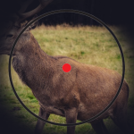 high shoulder shot on deer