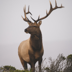 putting a deer out of its misery