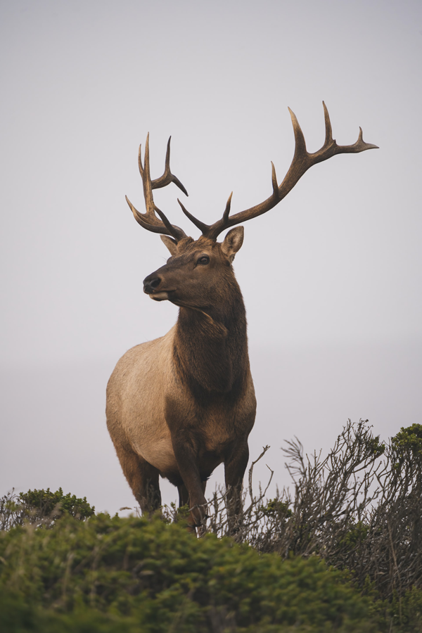 putting a deer out of its misery