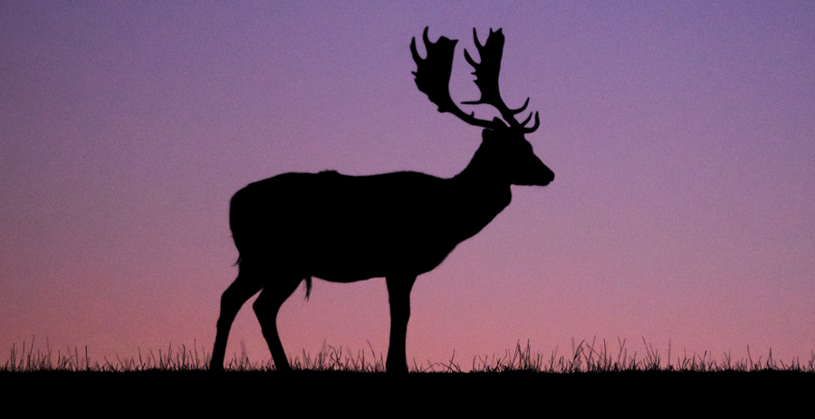 killing a deer without suffering